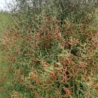 خارشتر خالص|لوازم جانبی حیوانات|گنبد کاووس, |دیوار