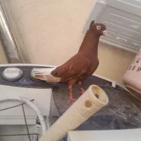 جفت کبوتر دمسفیدخال سیاه دار