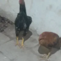 خروس ومرغ لاری|حیوانات مزرعه|تبریز, |دیوار