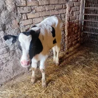 گوساله نر شیری