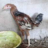 جوجه خروس لاری
