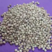 گشنیز