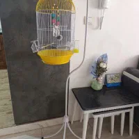 قفس پرنده