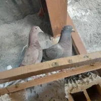 کبوتر