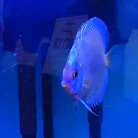 دیسکس ۴ اینچ به بالاس|ماهی|فردیس, فرامرزیه|دیوار