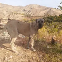 سگ سرابی|سگ|نسیم‌شهر, |دیوار