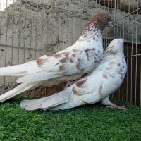 کفتر معامله یا معاوضه با کله ای|پرنده|بافت, |دیوار