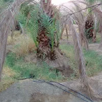 فسیل پیارم|گل و گیاه طبیعی|حاجی آباد, |دیوار