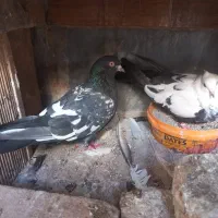 کفتر جوجه کشی.عالی|پرنده|گرمسار, |دیوار