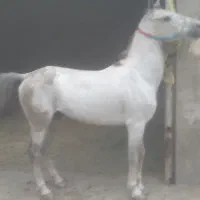 اسب|اسب و تجهیزات اسب‌سواری|قم, قلعه کامکار|دیوار