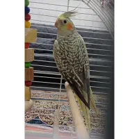 عروس هلندی گلباقالی(ماده)۸ماهه درشت و عروسک