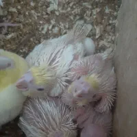 جوجه عروس هلندی|پرنده|بجنورد, |دیوار