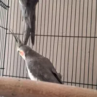 پرنده عروس هلندی|پرنده|مشهد, قائم|دیوار