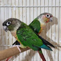 جفت طوطی گرینچیک با ۵عدد جوجه