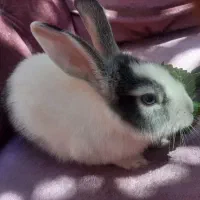 خرگوش اهلی|موش و خرگوش|سهند, |دیوار