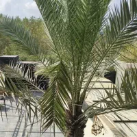 پیش-فروش-177متر-فول-گلسار
