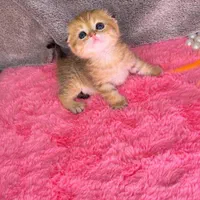 گربه پسر و دختر (شمیرانی کت)|گربه|کرج, گوهردشت|دیوار