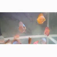 فروش ویژه دیسکس سایز ۳ اینچ