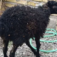یک راس بره ماده شیرمست جهت داشتی و قربانی