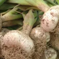 سورت، بسته بندی سیر