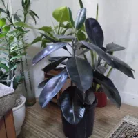فروش  گل اپارتمانی سرحال