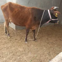 گاو و گوساله ماده جرزی