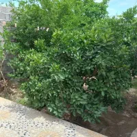 فروش خانه ویلایی جیرفت .کلرود|فروش خانه و ویلا|جیرفت, |دیوار