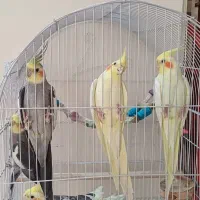 عروس هلندی مولد سره حال و سخنگو|پرنده|تهران, دروازه شمیران|دیوار