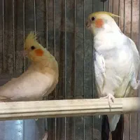 عروس هلندی