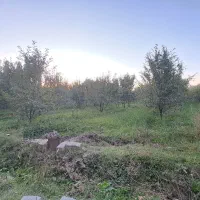 فروش باغ(میولیخ) در روستای پیرموسی|فروش زمین و ملک کلنگی|فیرورق, |دیوار