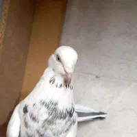 کبوتر|پرنده|برخوار, |دیوار