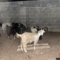 فروش کهره نر کیلو ۶۵۰