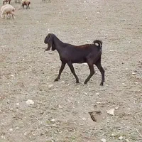 بز گلابی اصل|حیوانات مزرعه|اردبیل, |دیوار