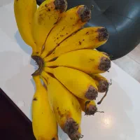 نهالموز سردسیری کاندوش پرحاصل|گل و گیاه طبیعی|اندیشه, اندیشه فاز ۴|دیوار