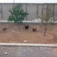 مرغ و بوقلمون
