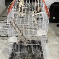 قفس پرنده