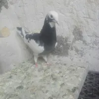 کبوتر