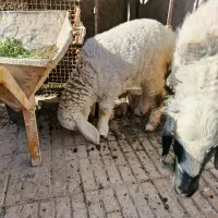 فروش بره|حیوانات مزرعه|خاش, |دیوار