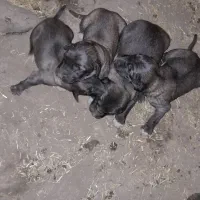 توله ماده سرابی