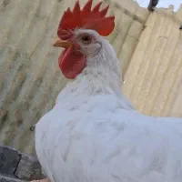 یک عدد خروس سفید
