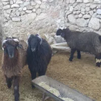 بره قوچی تر و تمیز|حیوانات مزرعه|باشت, |دیوار