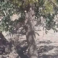 خرید چوب وتنه انواع درختان با بالاترین قیمت|خدمات باغبانی و درختکاری|زهان, |دیوار