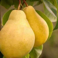 شروع پیش فروش نهال گلابی شاه میوه