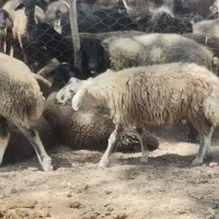 معاوضه زمین با میش ،بره