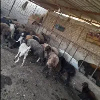 گوسفند|حیوانات مزرعه|سرخنکلاته, |دیوار