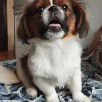 سگ نژاد پیکینیز نر ۹ ماهه|سگ|آستارا, |دیوار