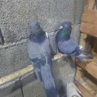 سبز دوخط آبادانی|پرنده|بندر ماهشهر, |دیوار