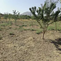 زمین