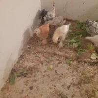 جوجه نژاد دار مرغ خروس|حیوانات مزرعه|کرمانشاه, |دیوار