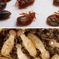 سمپاشی تخصصی ضمانت کتبی حشرات۱۰۰٪تضمینی تمامی تهر
